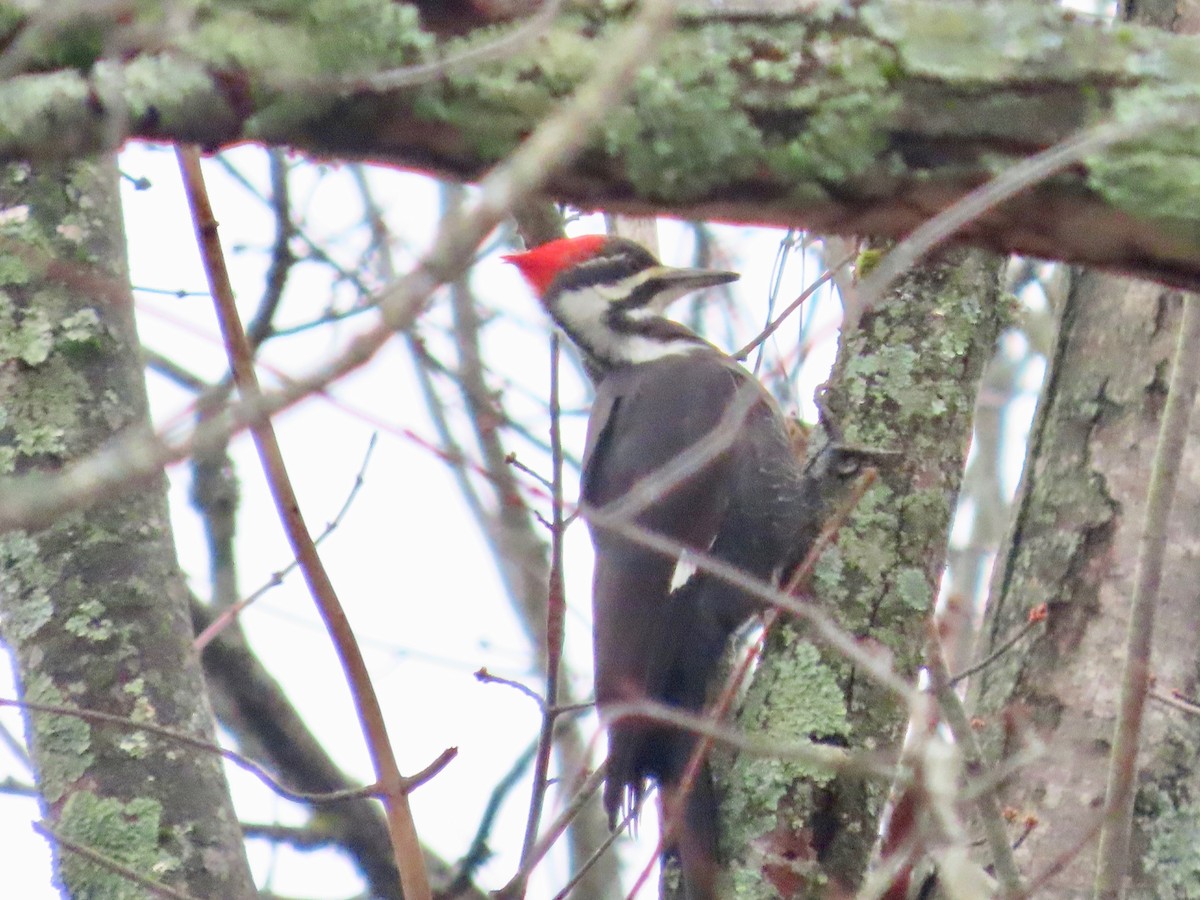 Pileated Woodpecker - ML646608758