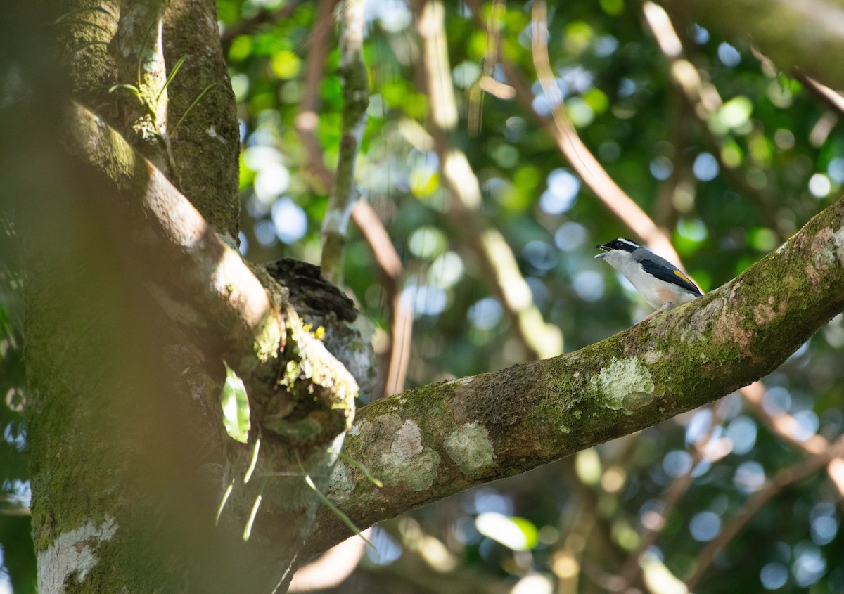 White-browed Shrike-Babbler - ML646608759