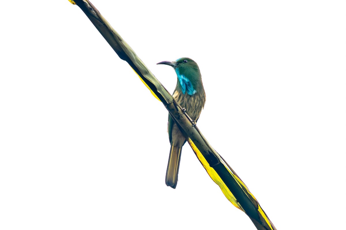 Blue-bearded Bee-eater - ML646608761