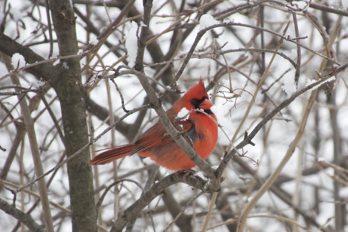 Northern Cardinal - ML646608762