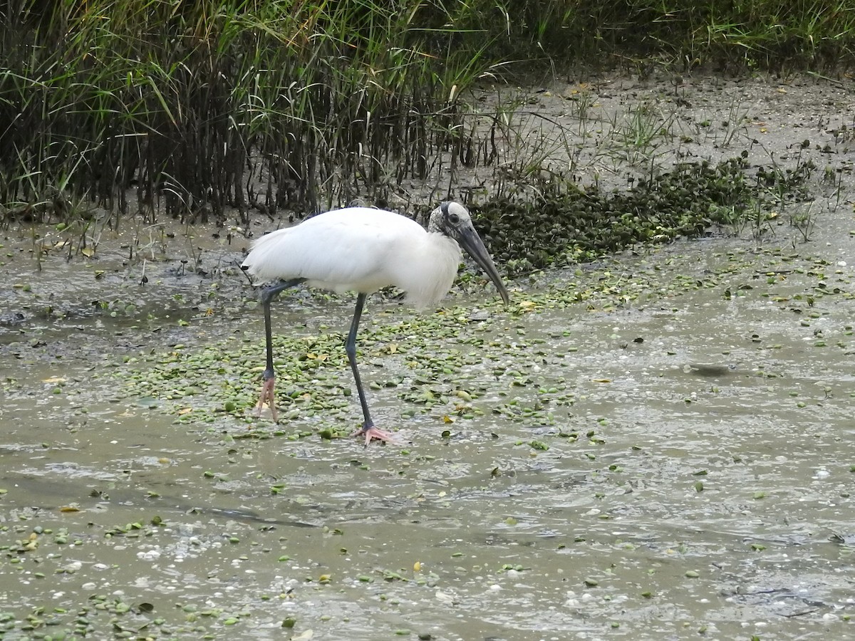 Wood Stork - ML646608763