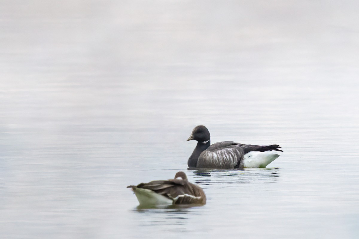 Brant - ML646608765