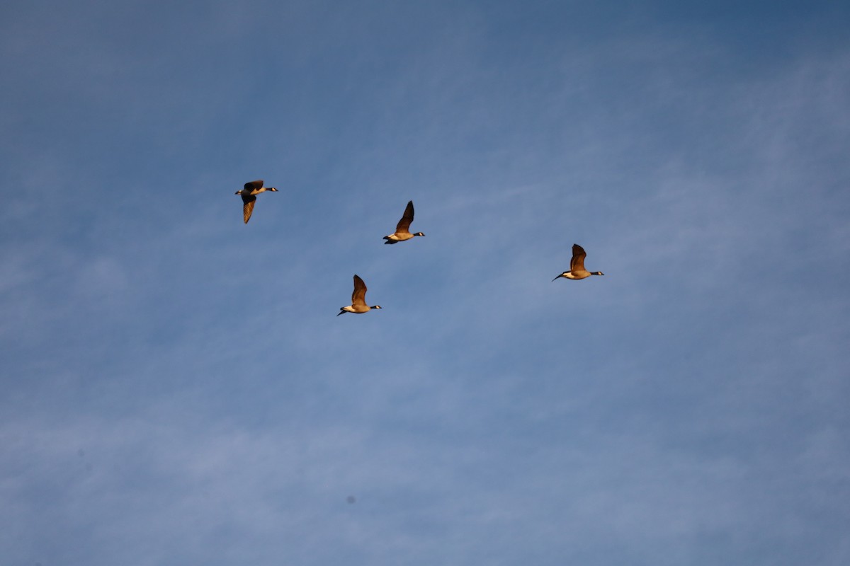 Canada Goose - ML646608766