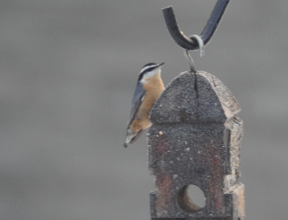 Red-breasted Nuthatch - ML646608768