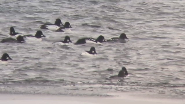 Гоголь ісландський - ML646608770