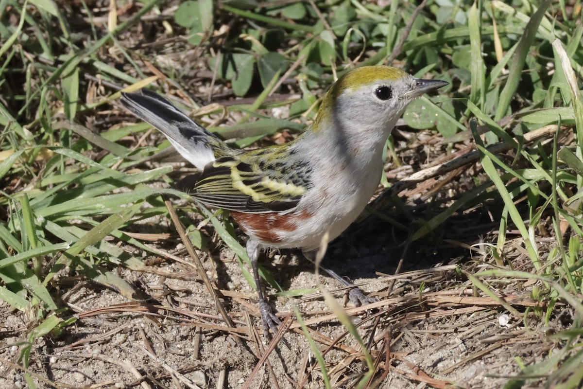 lesňáček rezavoboký - ML646608772