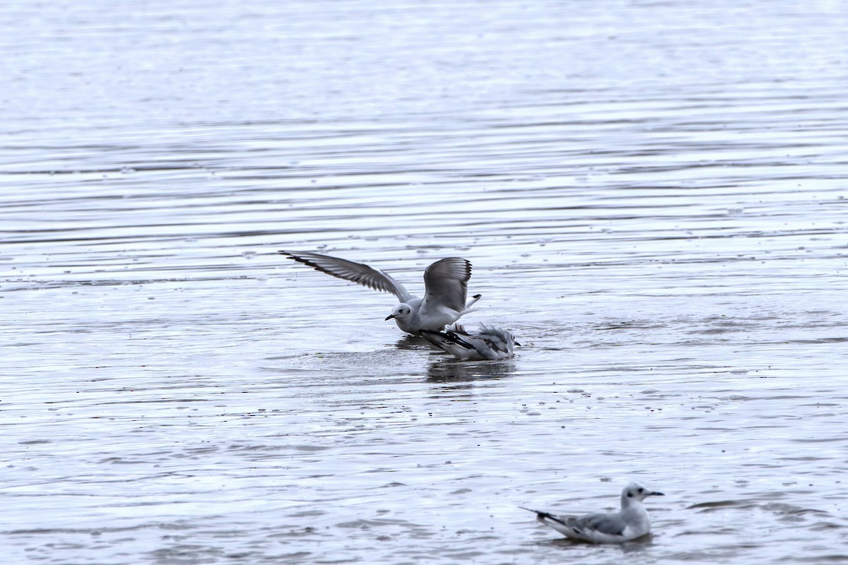 Küçük Karabaş Martı - ML646608773