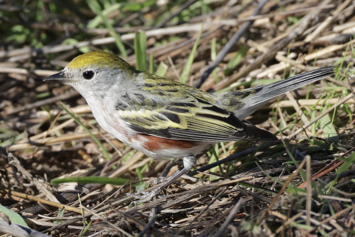 lesňáček rezavoboký - ML646608774