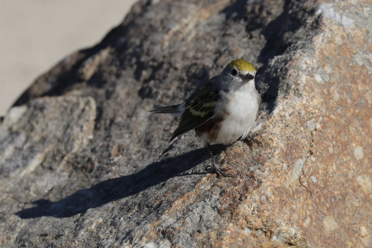 lesňáček rezavoboký - ML646608775