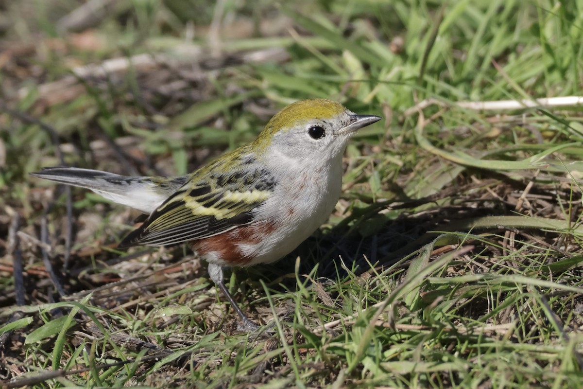 lesňáček rezavoboký - ML646608776