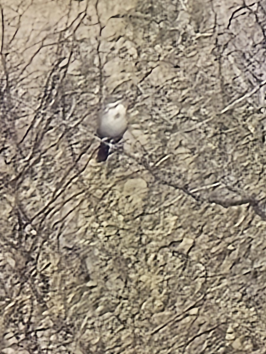 Sagebrush Sparrow - ML646608778