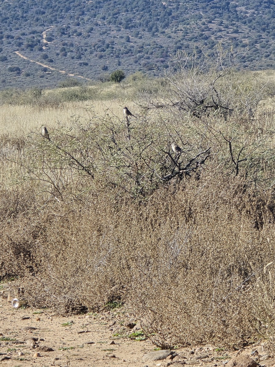 Sagebrush Sparrow - ML646608779