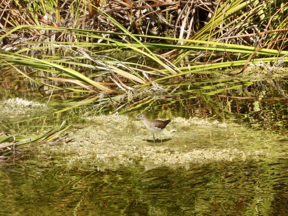 Solitary Sandpiper - ML646608780
