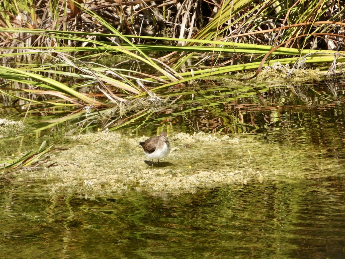 Solitary Sandpiper - ML646608781