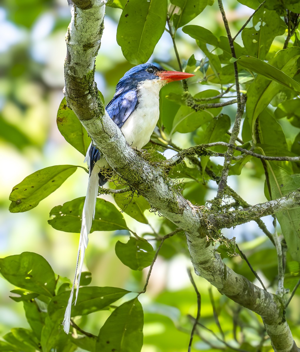 Kofiau Paradise-Kingfisher - ML646608782