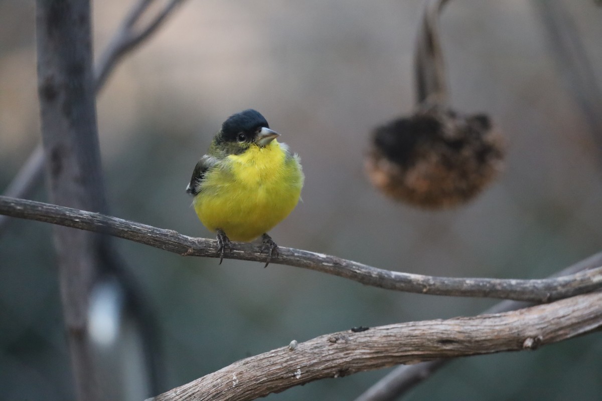 Lesser Goldfinch - ML646608783
