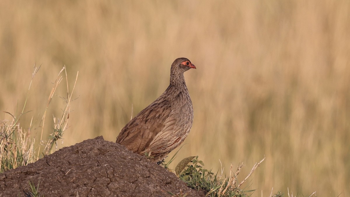 Red-necked Spurfowl - ML646608787