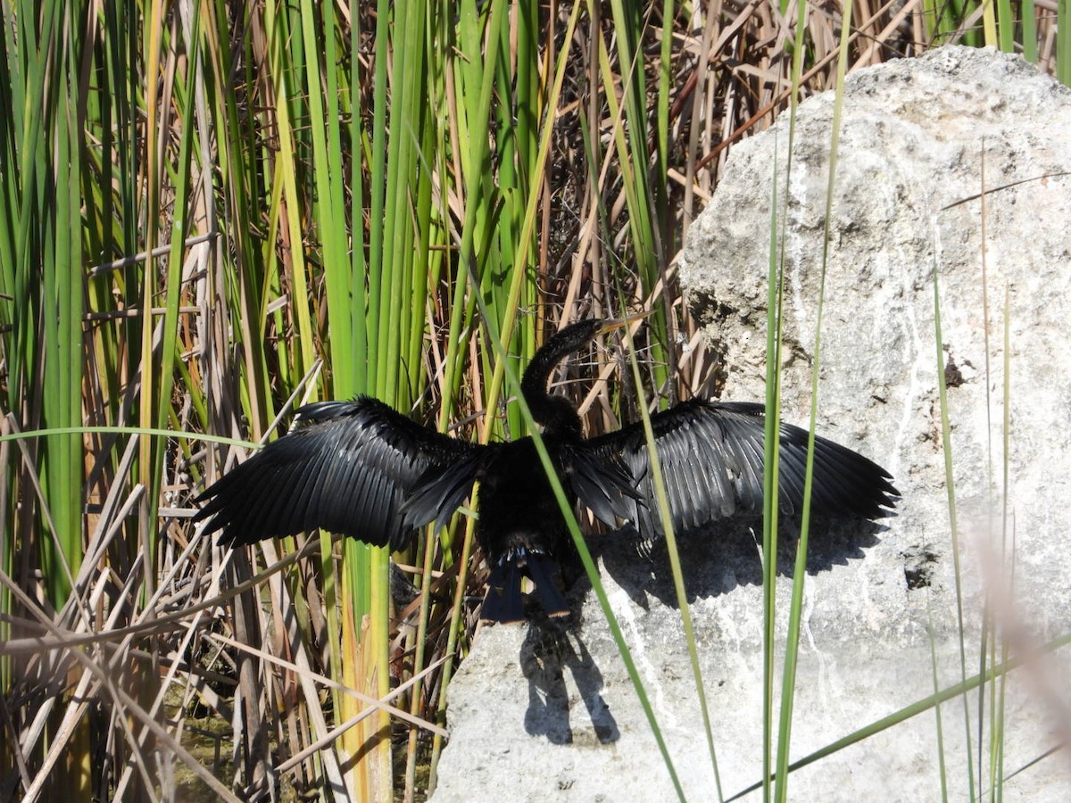 Anhinga - ML646608793