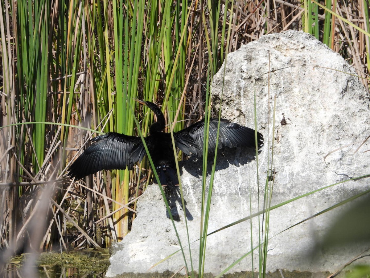 Anhinga - ML646608794