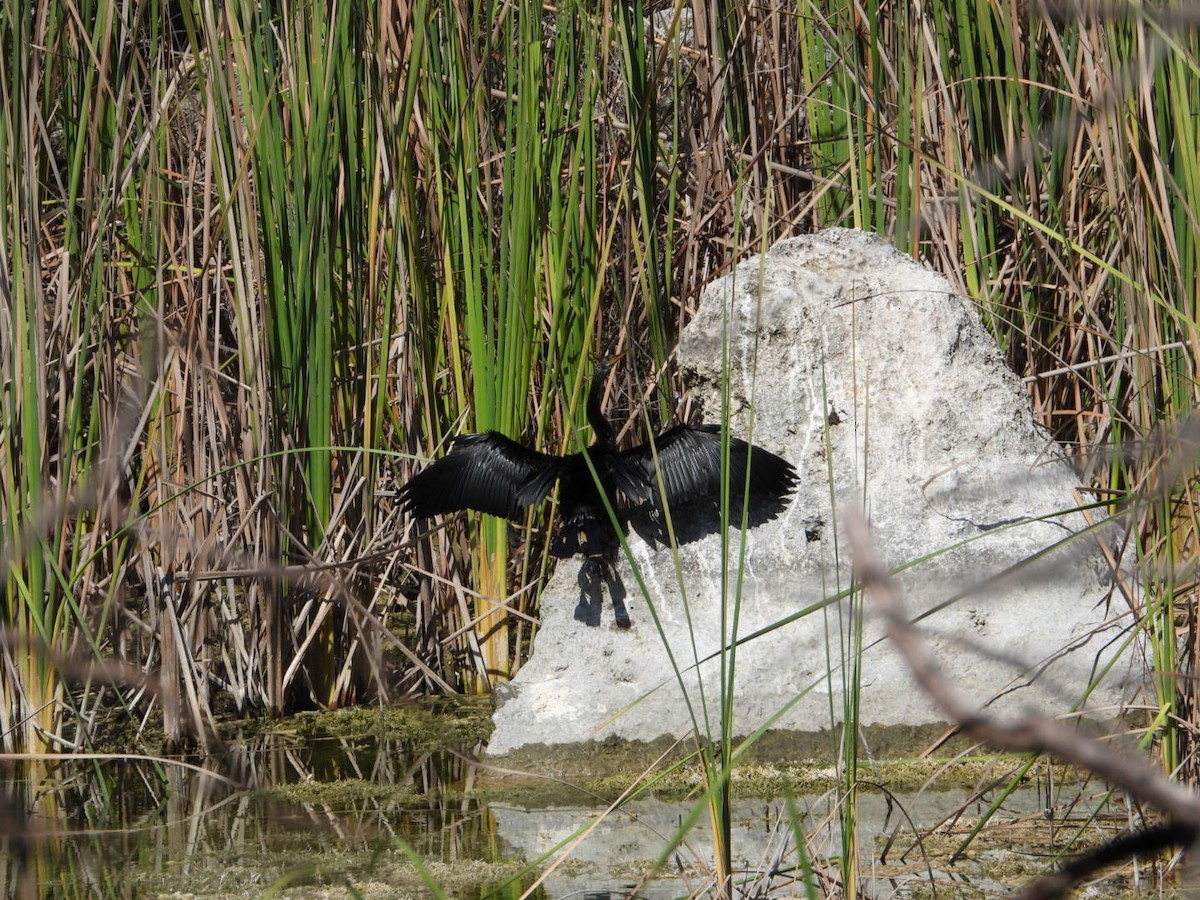 Anhinga - ML646608795