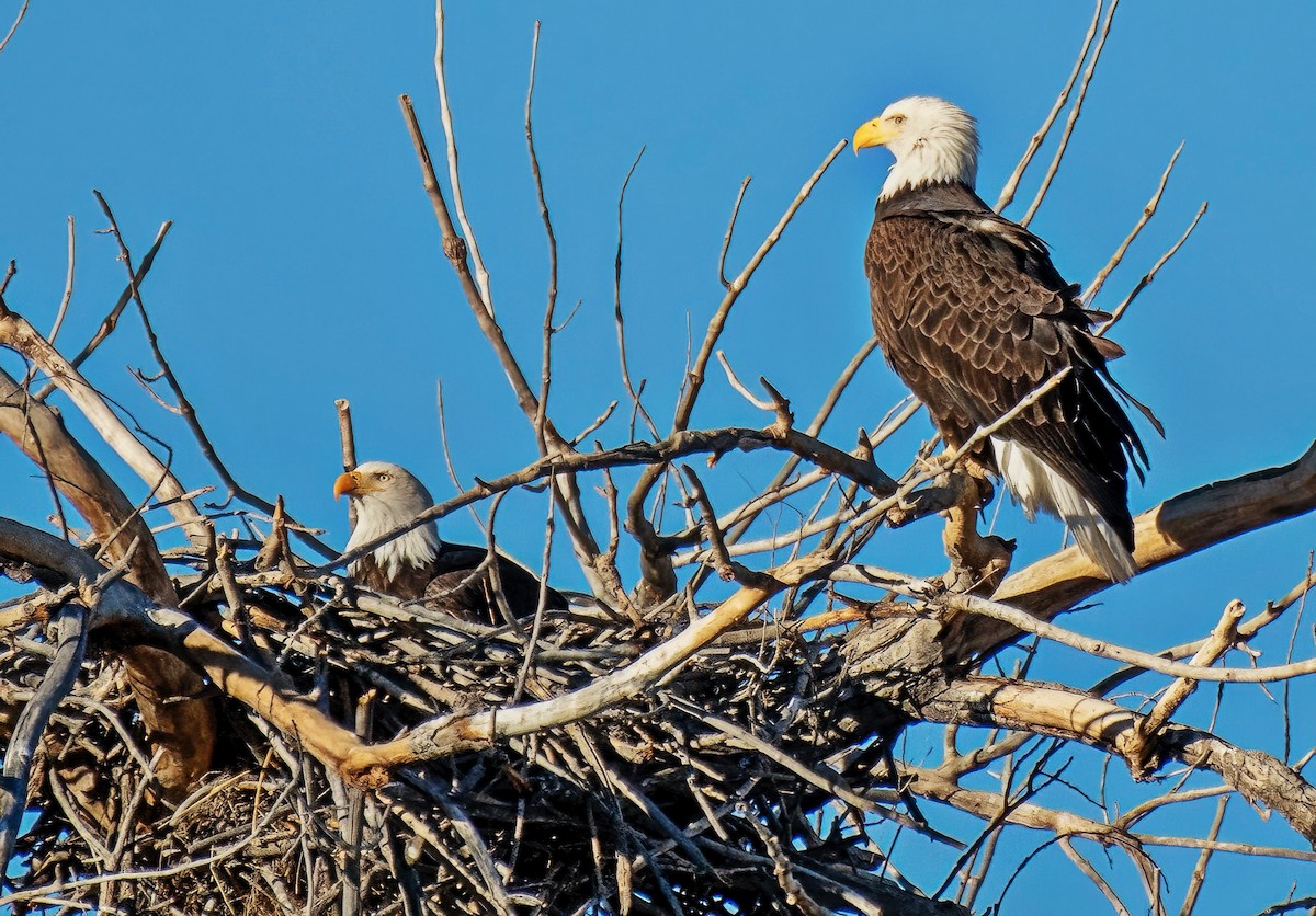 Pigargo Americano - ML646608798