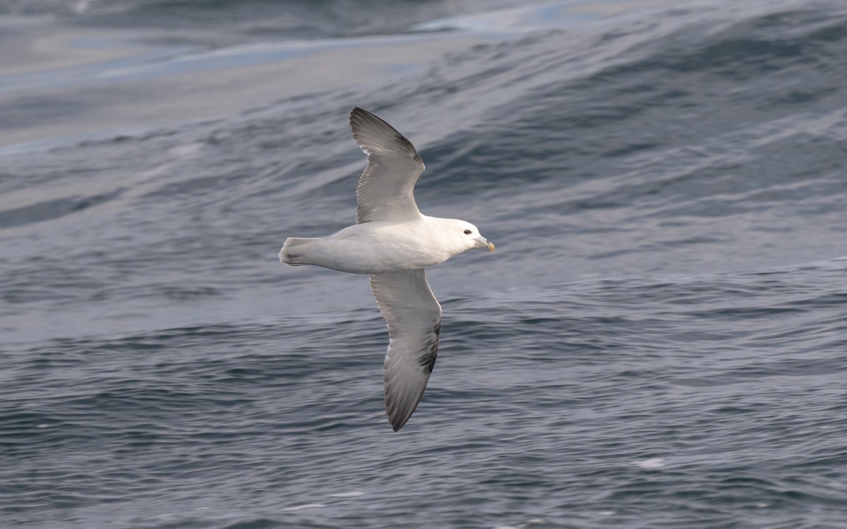 暴風鸌 - ML646608807