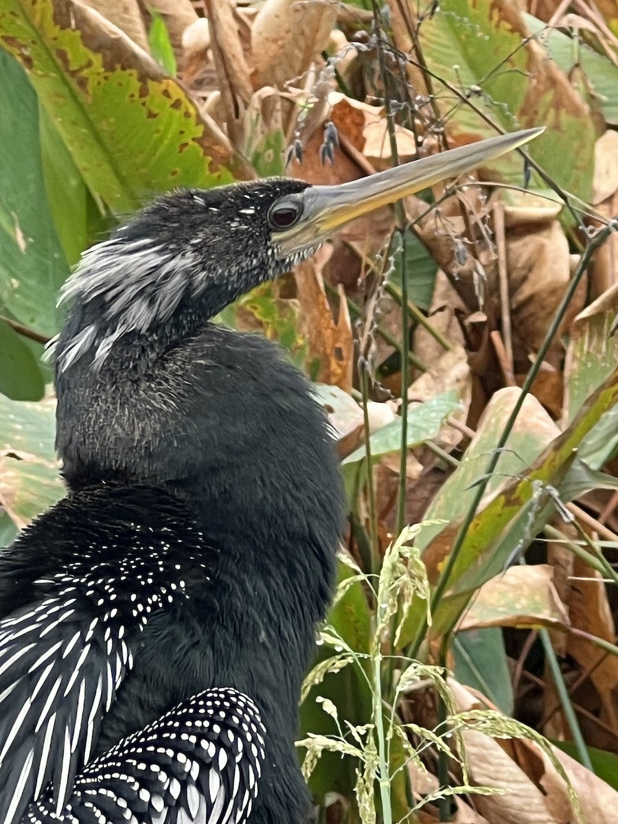 Anhinga - ML646608812