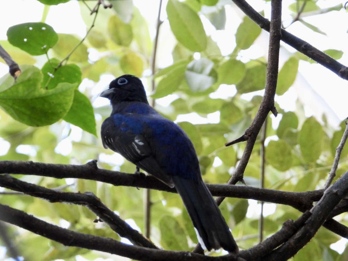 Black-headed Trogon - ML646608813
