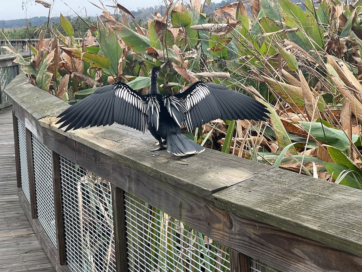 Anhinga - ML646608814