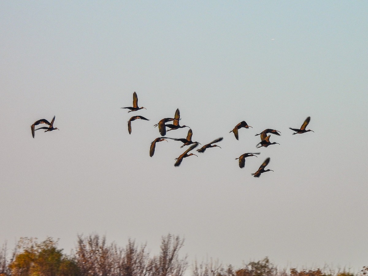 Beltzaran musuzuria - ML646608816