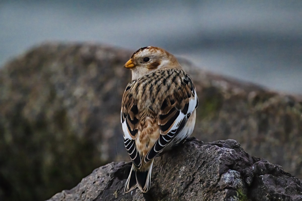 Snow Bunting - ML646608817