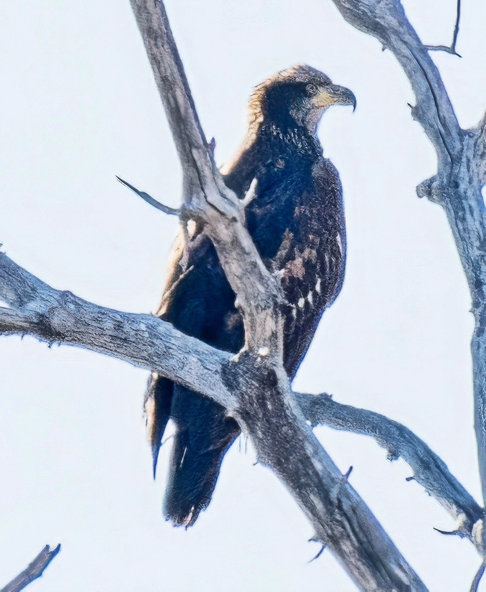 Pigargo Americano - ML646608819