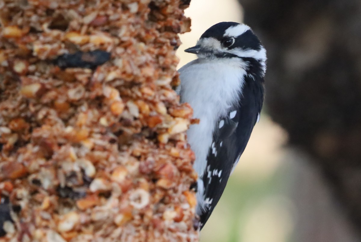 Dunenspecht - ML646608820