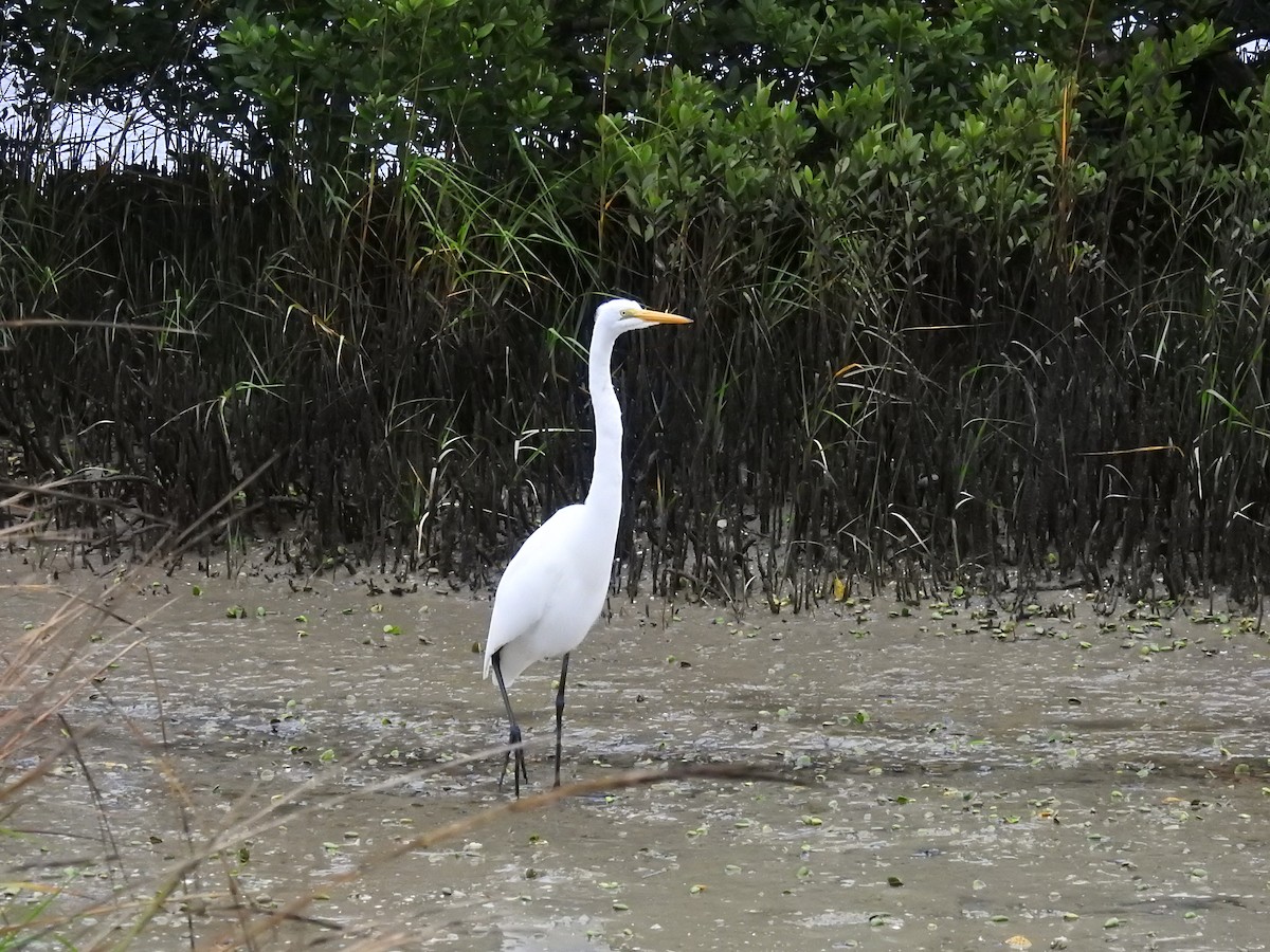 Great Egret - ML646608821