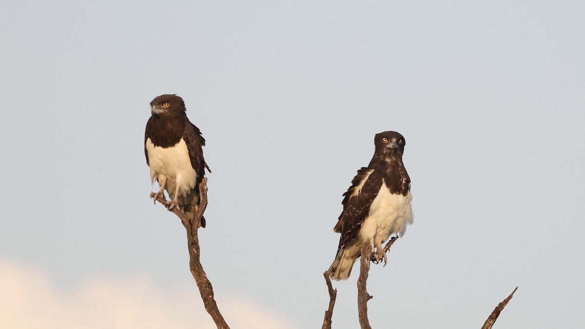 Black-chested Snake-Eagle - ML646608822