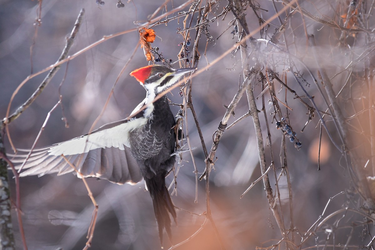 Pileated Woodpecker - ML646608823