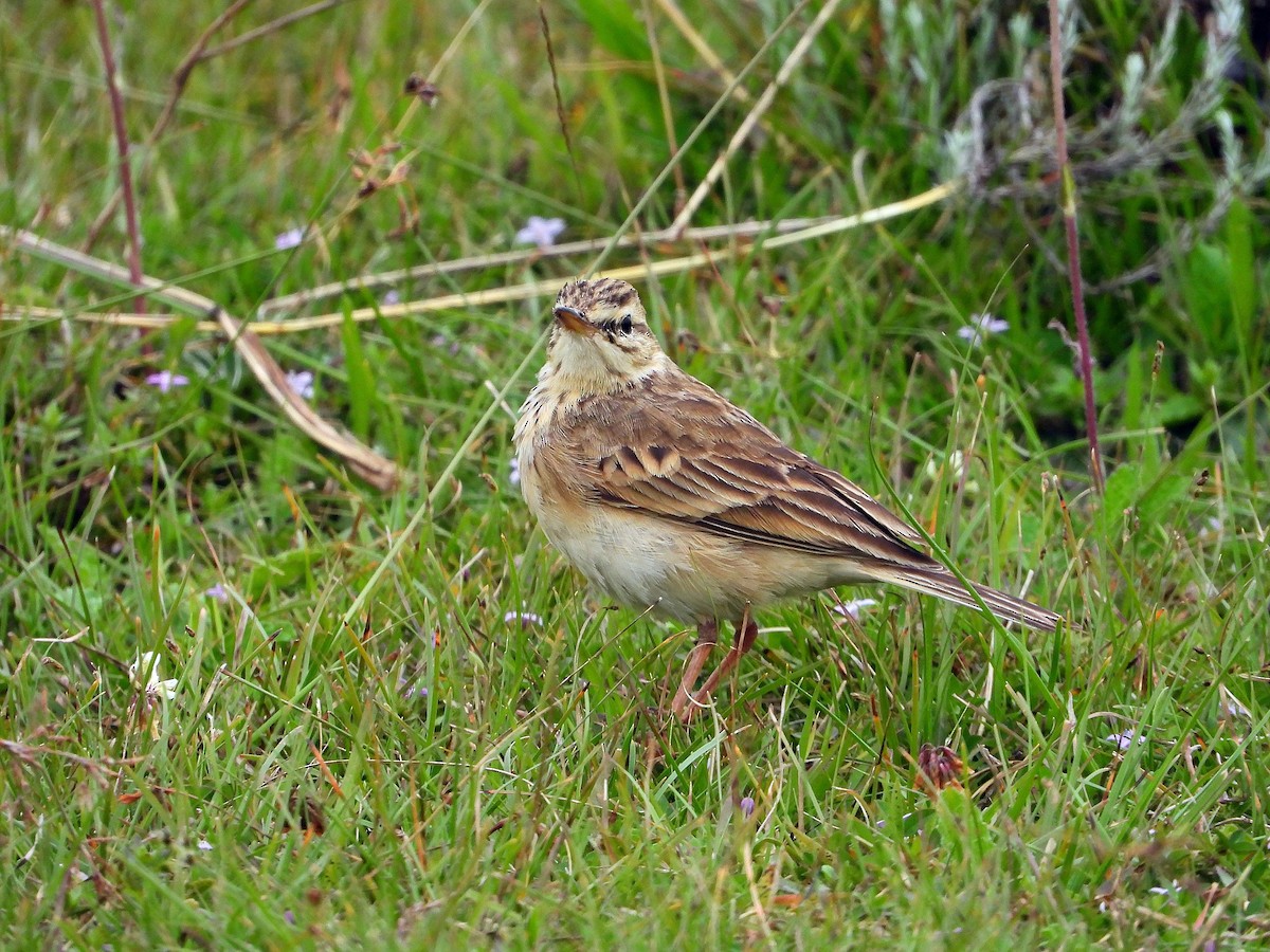 African Pipit - ML646608824