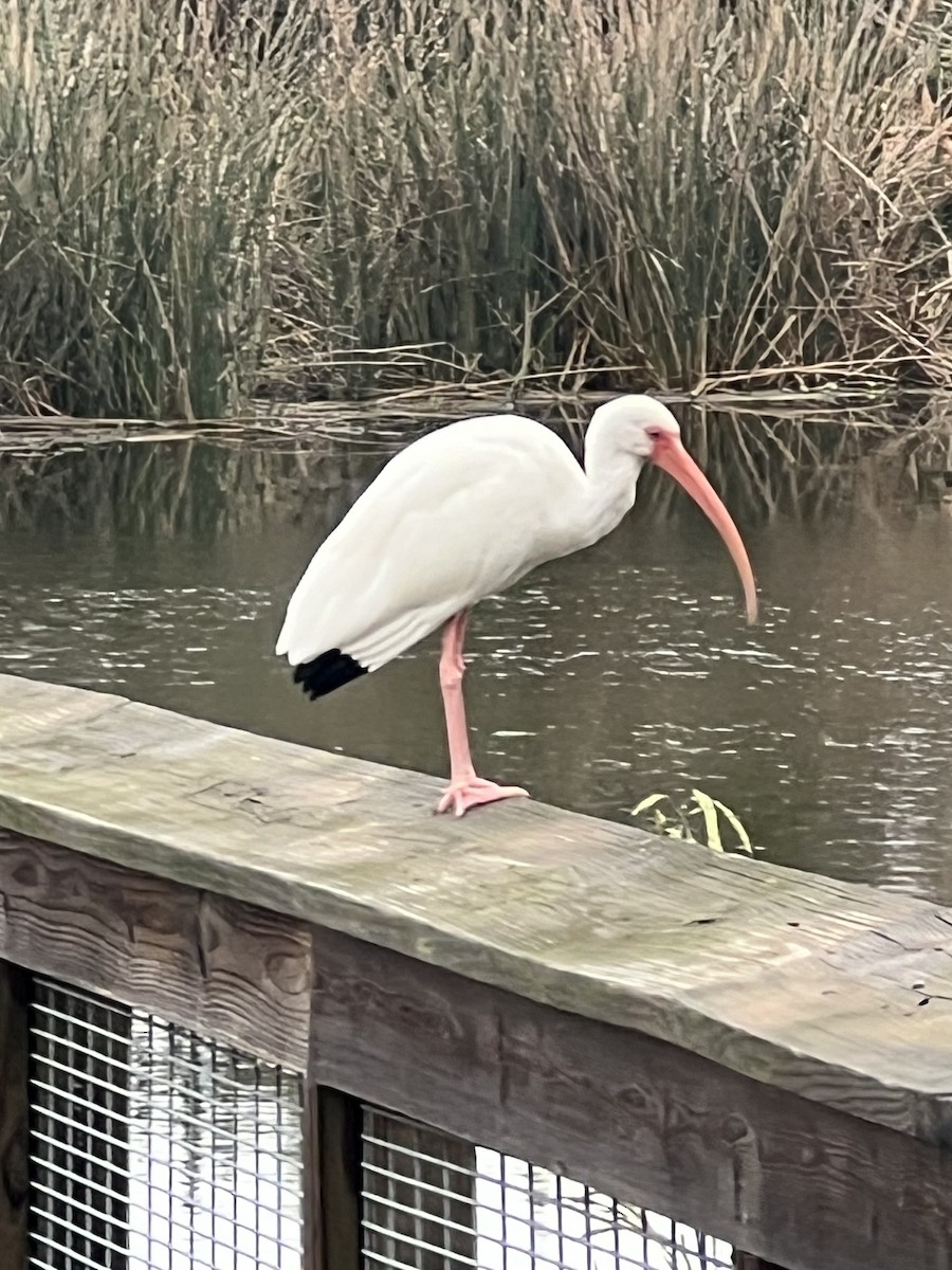 White Ibis - ML646608825