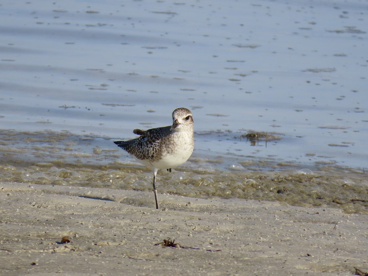 Black-bellied Plover - ML646608828