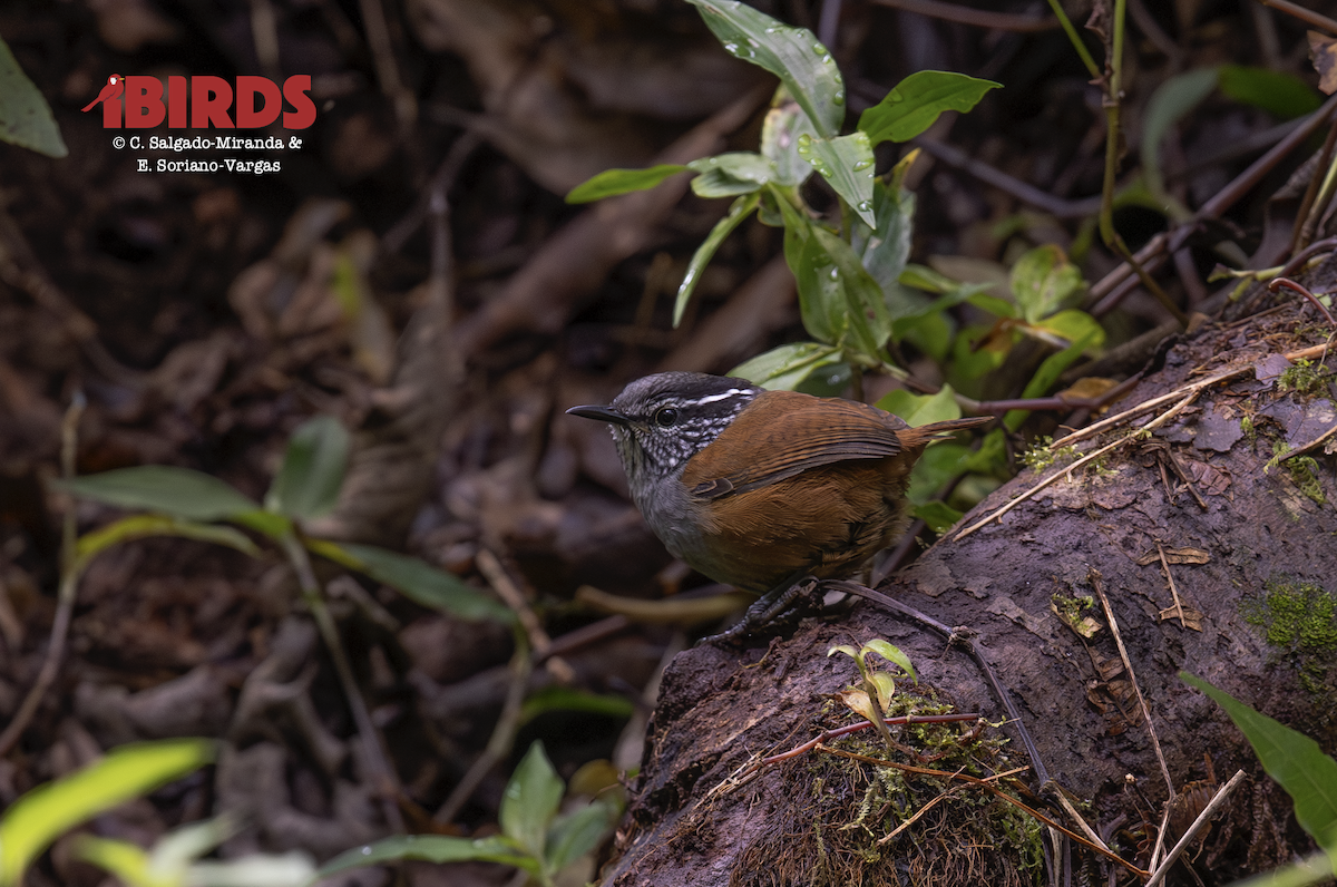 Gray-breasted Wood-Wren - ML646608829