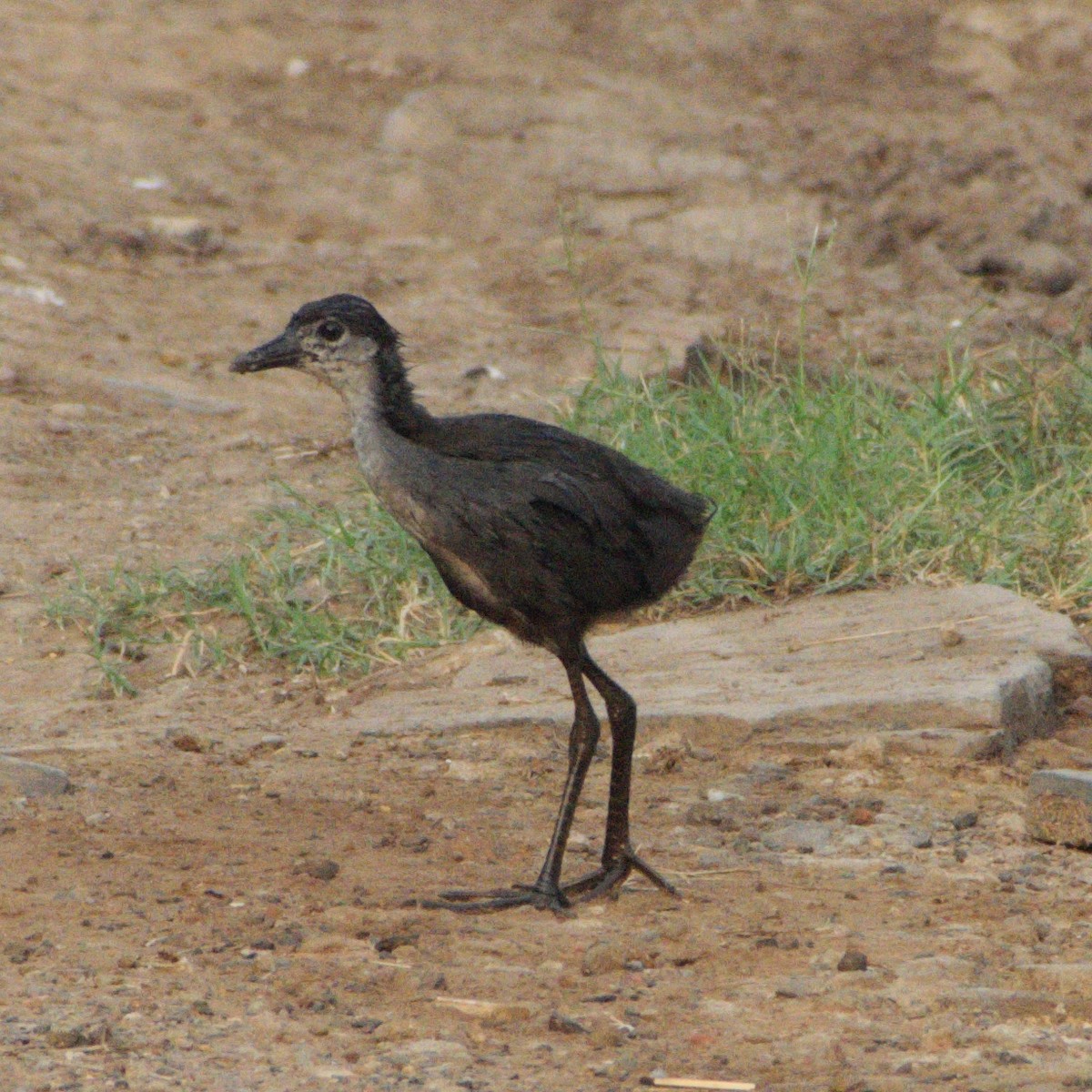 White-breasted Waterhen - ML646608830