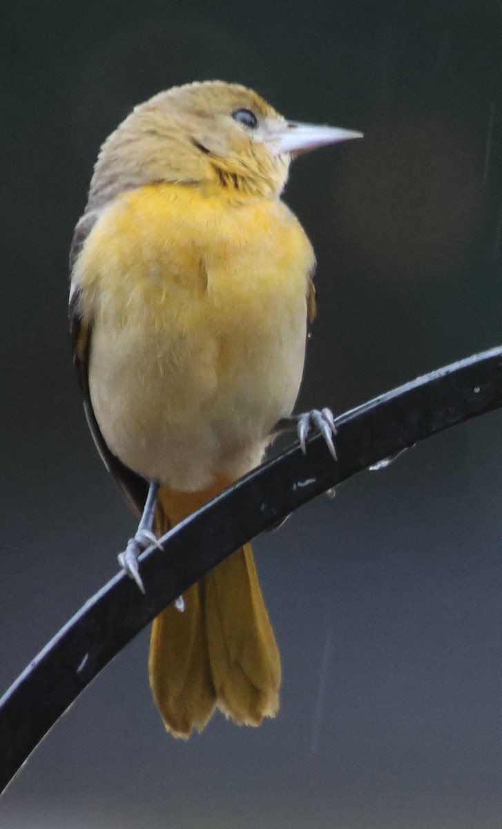 Baltimore Oriole - ML646608831