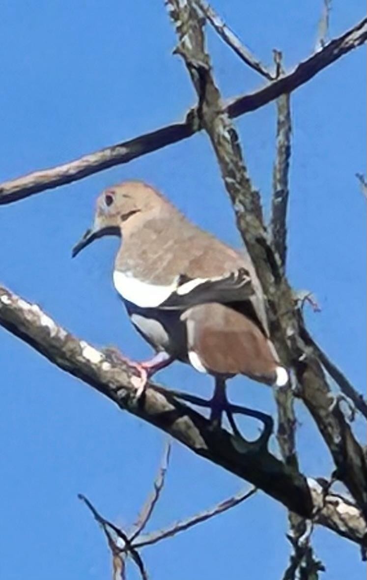 White-winged Dove - ML646608832