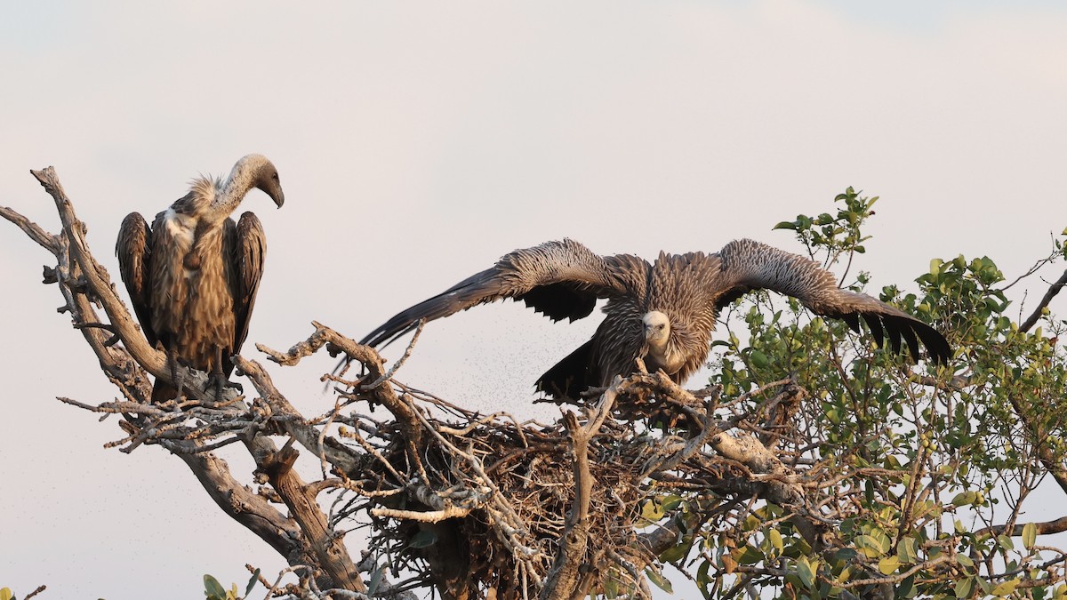 White-backed Vulture - ML646608833
