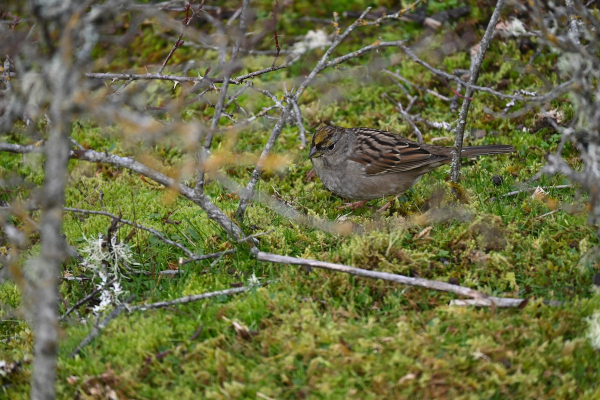 Golden-crowned Sparrow - ML646608834