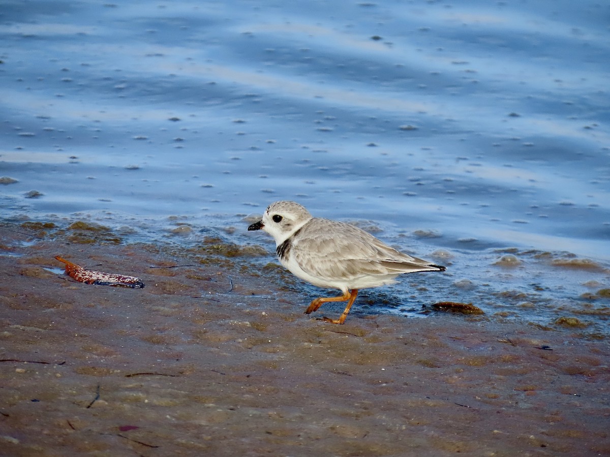 kulík pisklavý - ML646608835