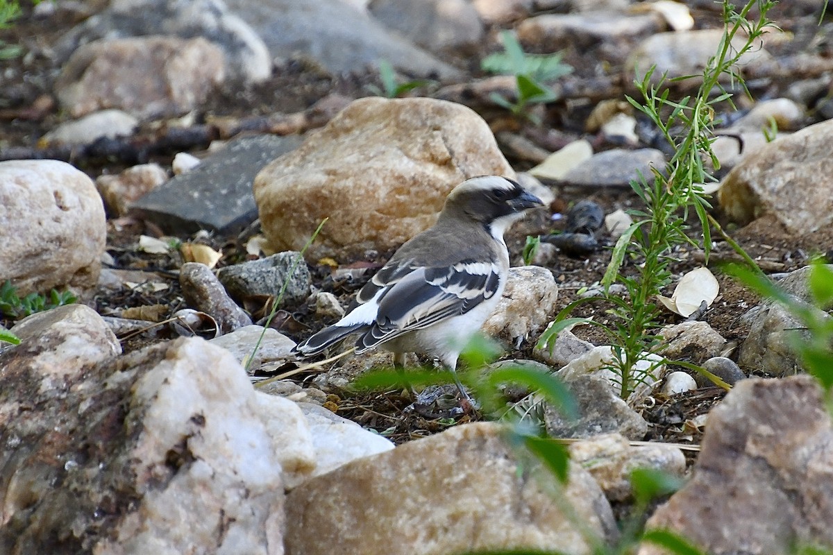 White-browed Sparrow-Weaver - ML646608836