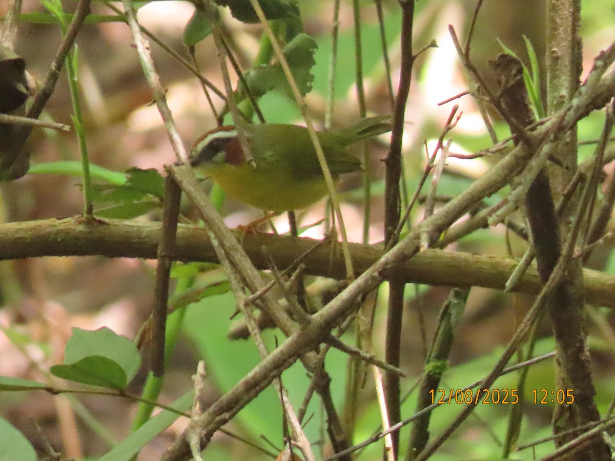 Chestnut-capped Warbler - ML646608837