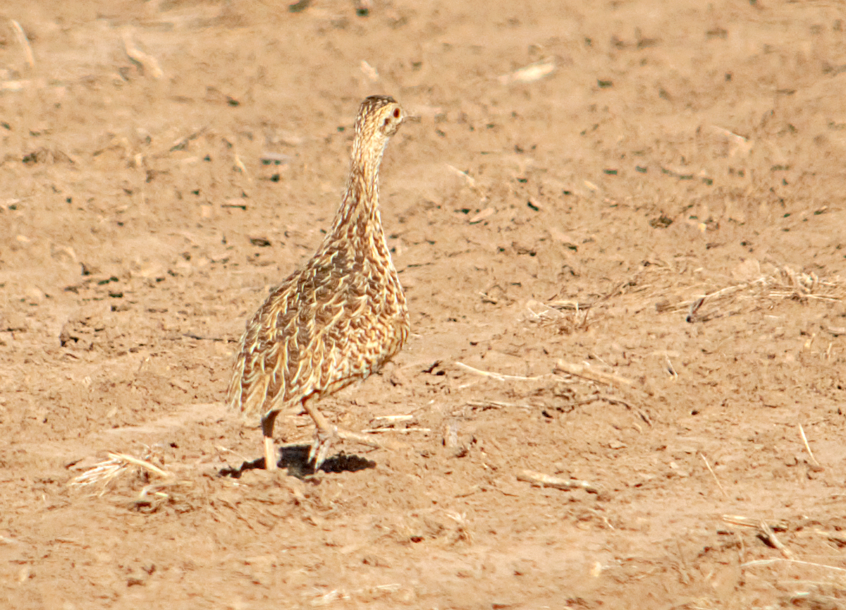 flekktinamu - ML646608838