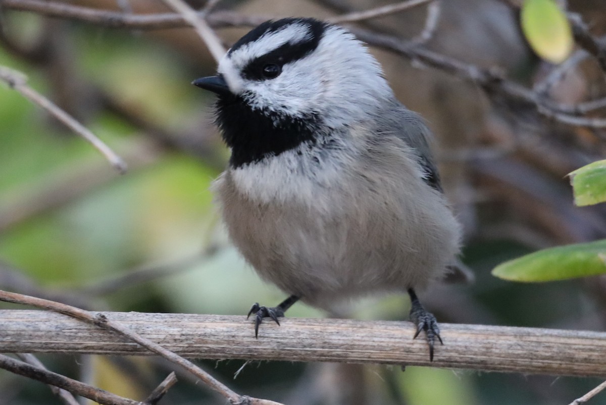 Mountain Chickadee - ML646608839